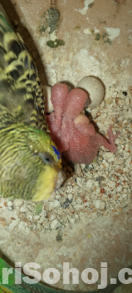 Budgerigar Running Pair